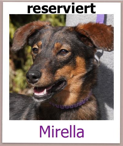 Mirella Tierschutz Zypern Hund prof