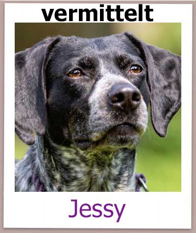 Jagdhund Jessy hat ihr Zuhause in Deutschland gefunden.